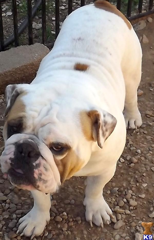Stud Dogs - English Bulldog